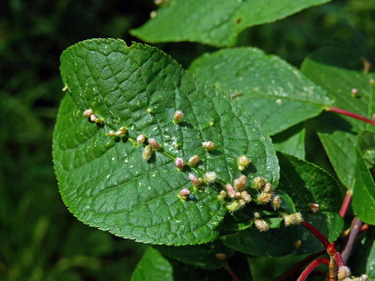 Hálky vlnovníka (Eriophyes paderinus); slivoň střemcha