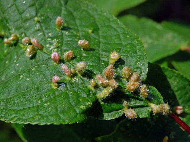 Hálky vlnovníka (Eriophyes paderinus); slivoň střemcha