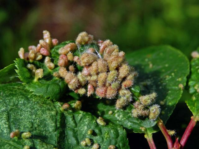 Hálky vlnovníka (Eriophyes paderinus); slivoň střemcha