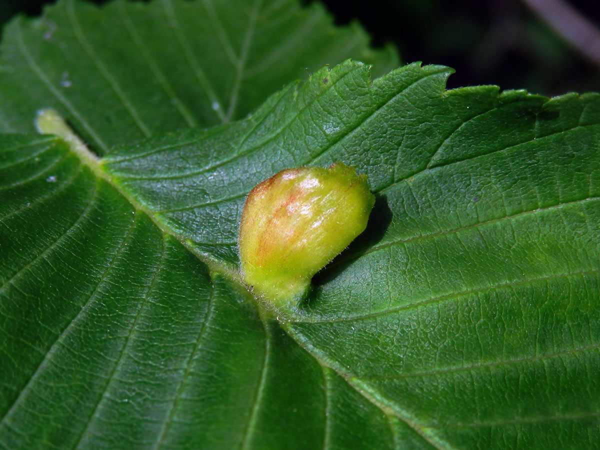 Hálky vlnatky hřebínkové (Colopha compressa)