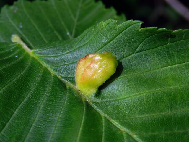 Hálky vlnatky hřebínkové (Colopha compressa)