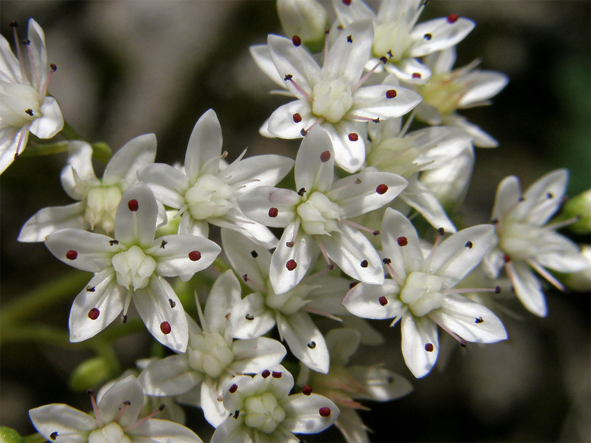 Rozchodník bílý (Sedum album L.)