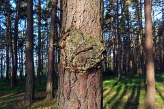 Tumor na borovici lesní (Pinus sylvestris L.) (45)