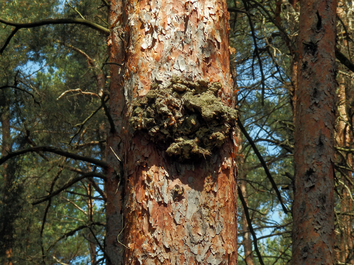 Tumor na borovici lesní (Pinus sylvestris L.) (46)