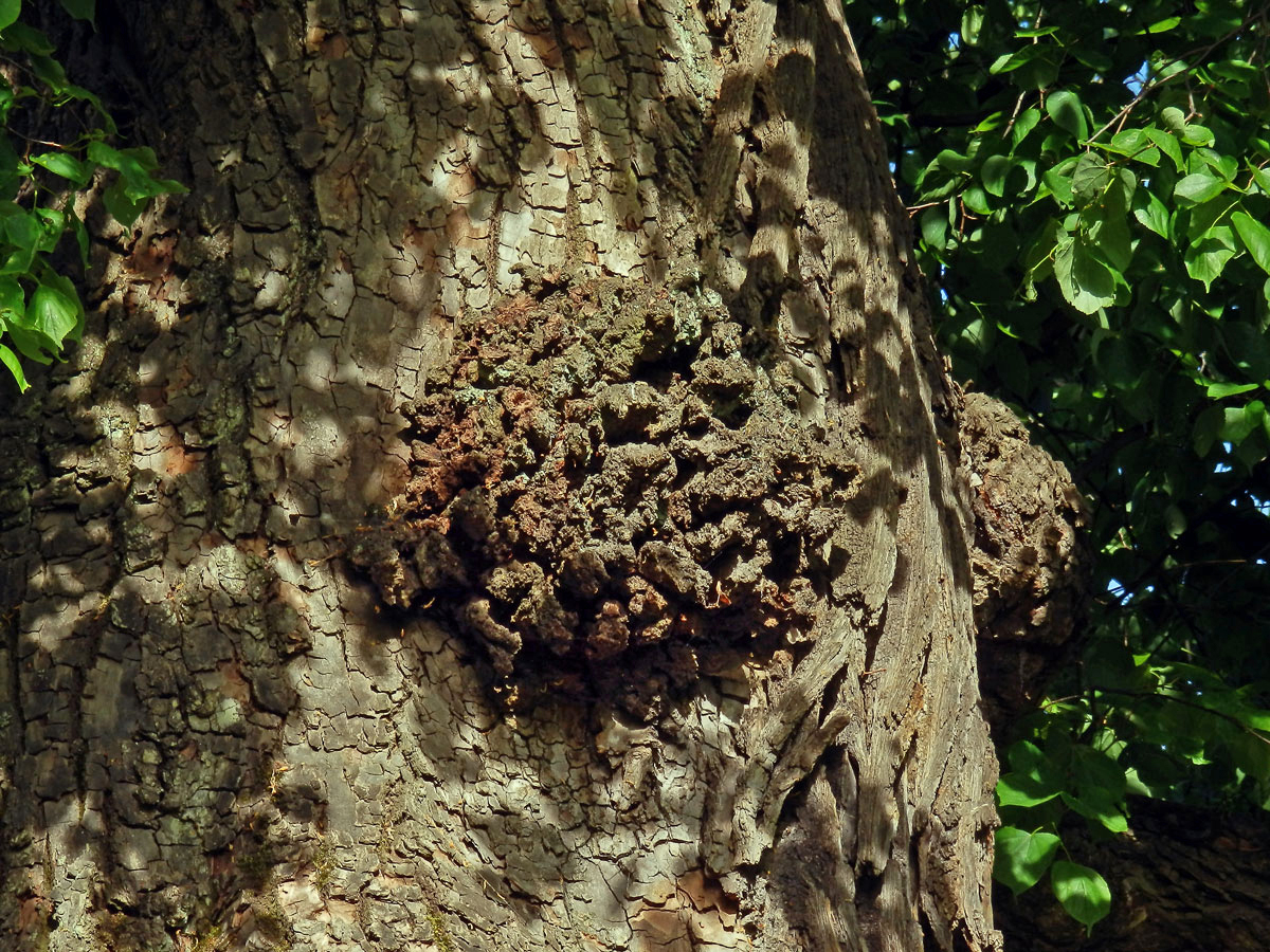 Lípa velkolistá (Tilia platyphyllos Scop.) (62d) s nádorem na kmeni