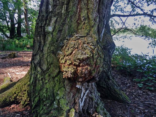 Nádor na bříze bělokoré (Betula pendula Roth) (105)