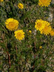 Rmen barvířský (Anthemis tinctoria L.)