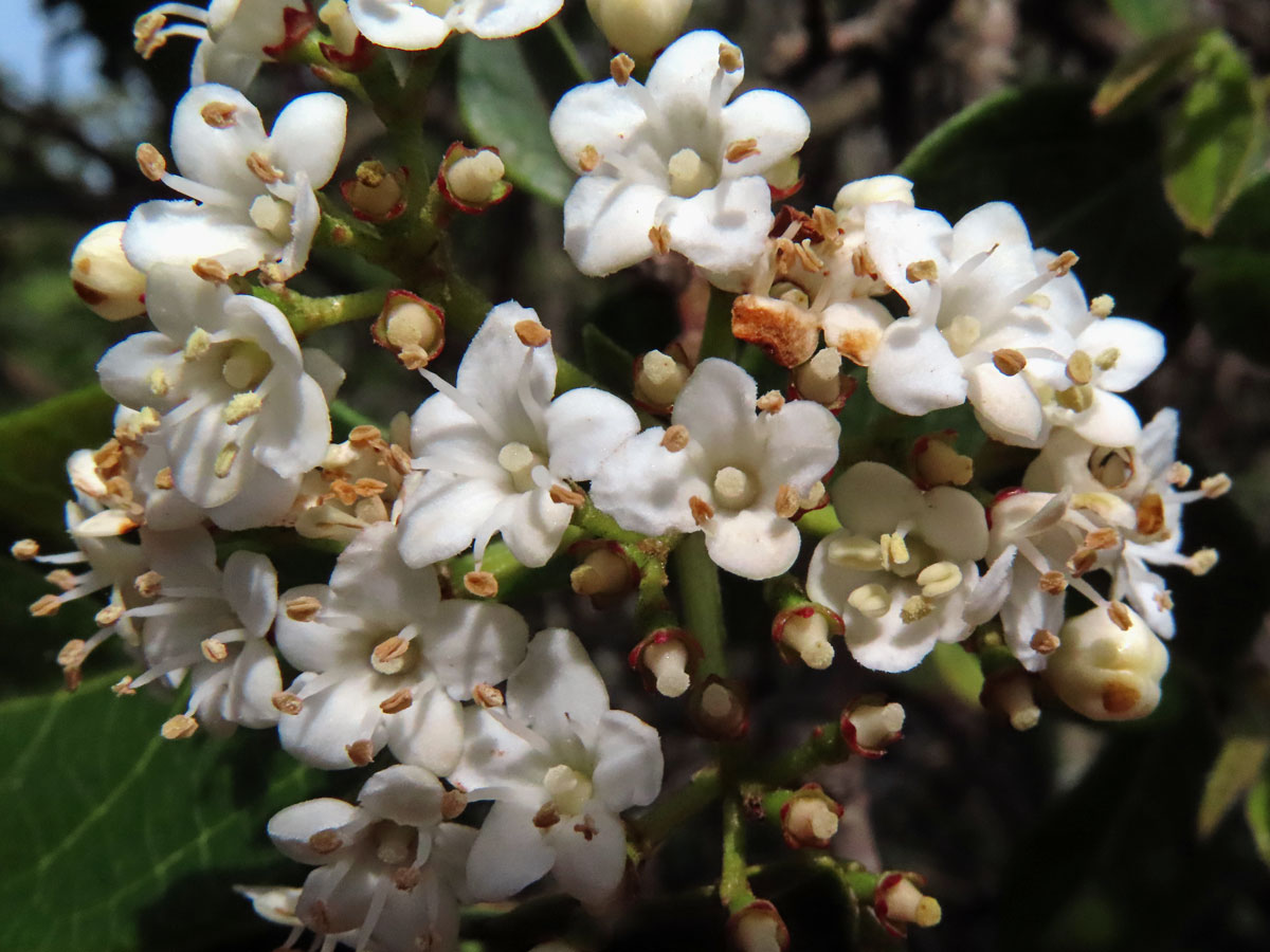 Kalina modroplodá (Viburnum tinus L.), čtyřčetný květ