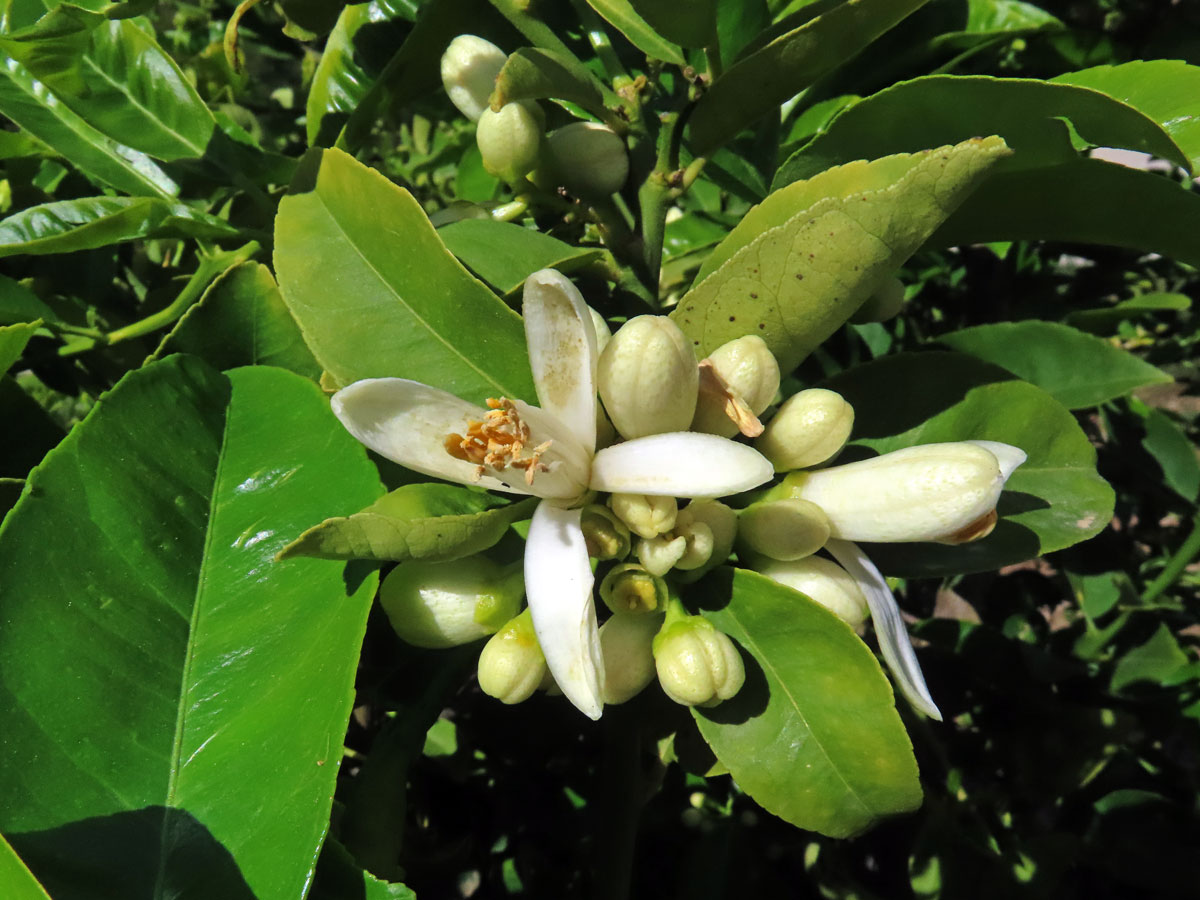 Pomerančovník pravý (Citrus x sinensis (L.) Osbeck), čtyřčetný květ (4)