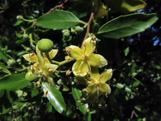 Mydlokor tupolistý (Quillaja saponaria Molina) čtyřčetný květ