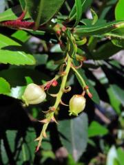 Planika velkoplodá (Arbutus unedo L.)