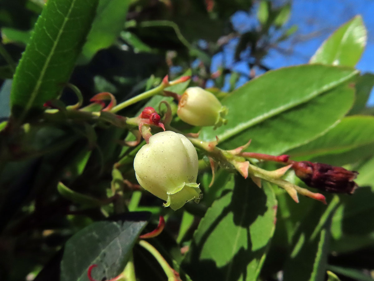 Planika velkoplodá (Arbutus unedo L.)