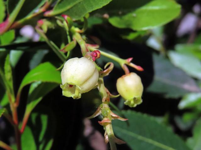 Planika velkoplodá (Arbutus unedo L.)