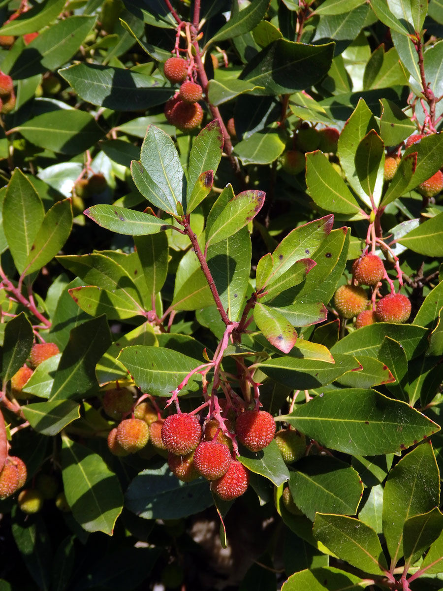 Planika velkoplodá (Arbutus unedo L.)