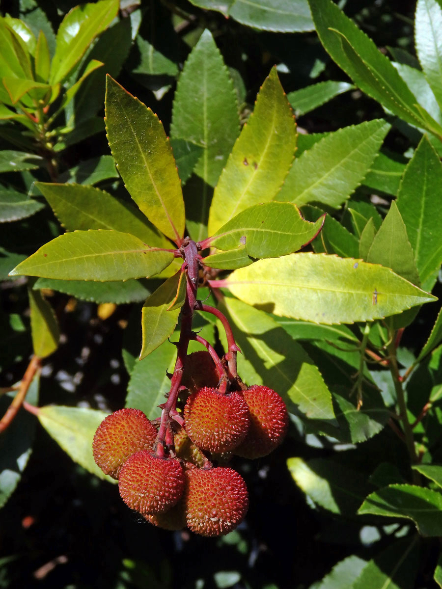 Planika velkoplodá (Arbutus unedo L.)