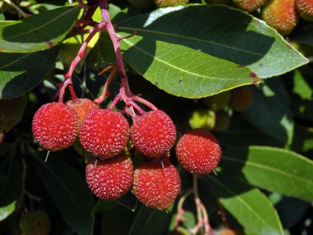 Planika velkoplodá (Arbutus unedo L.)