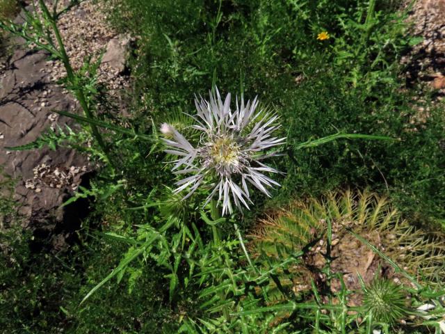 Bodlákovec skvrnitý (Galactites tomentosa Moench) se světlými květy (3a)