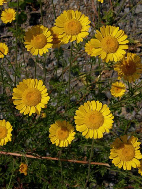 Rmen barvířský (Anthemis tinctoria L.)