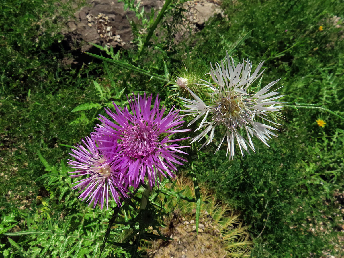 Bodlákovec skvrnitý (Galactites tomentosa Moench) se světlými květy (3b)