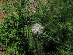 Bodlákovec skvrnitý (Galactites tomentosa Moench) se světlými květy (4a)