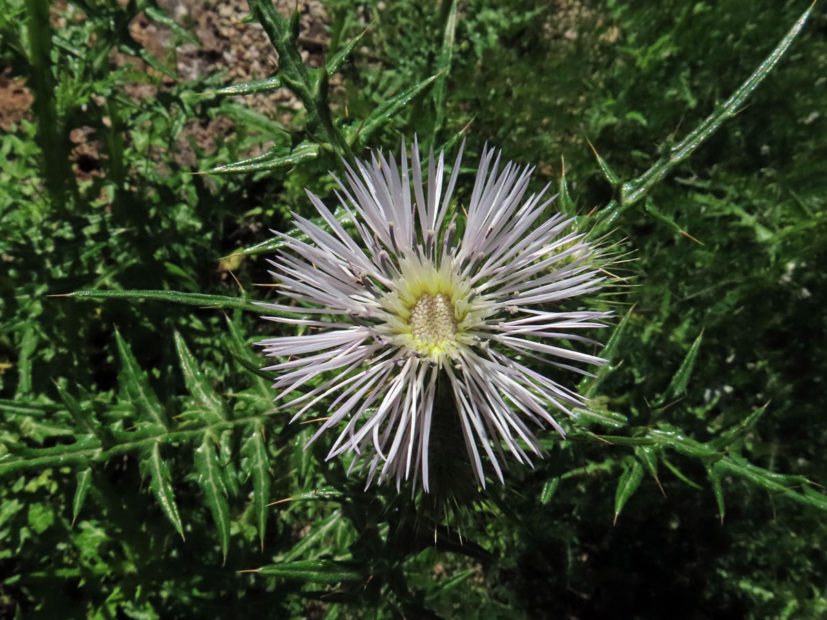 Bodlákovec skvrnitý (Galactites tomentosa Moench) se světlými květy (4b)