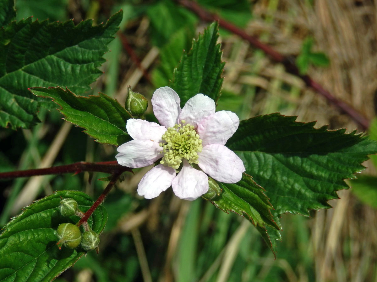 Ostružiník křovitý (Rubus fruticosus L. agg.) - osmičetný květ (5)