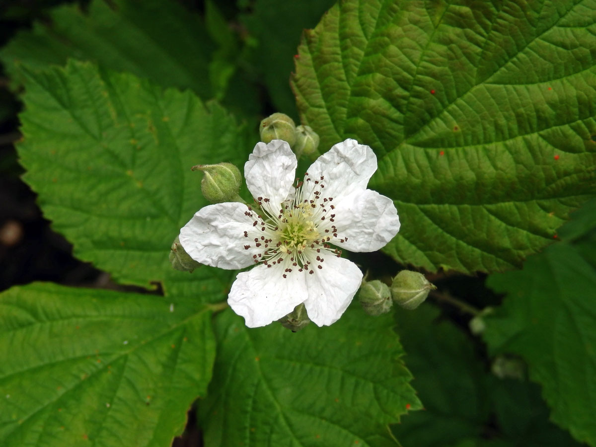 Ostružiník křovitý (Rubus fruticosus L. agg.) - šestičetný květ (14)