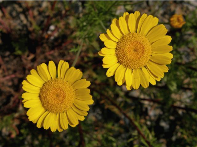 Rmen barvířský (Anthemis tinctoria L.)