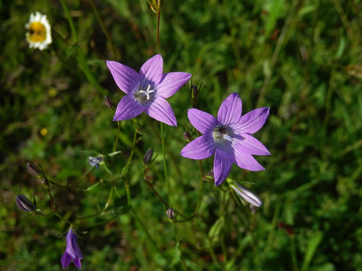 Zvonek rozkladitý (Campanula patula L.) - sedmičetný květ (3a)