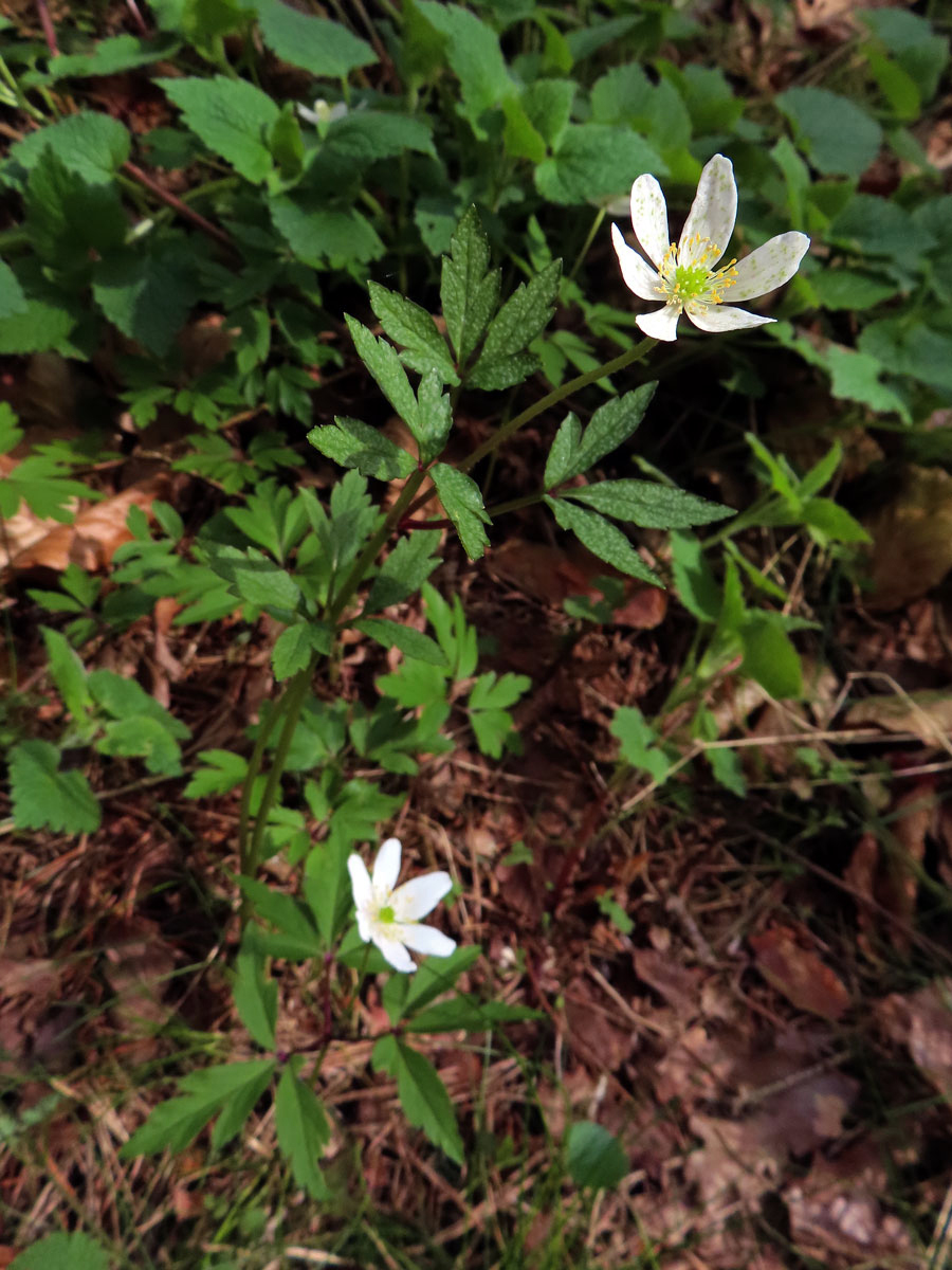 Sasanka hajní (Anemone nemorosa L.) s dlouhým stonkem