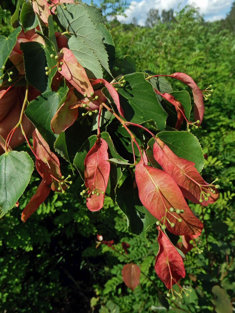 Anomálie listenů lípy velkolisté (Tilia platyphyllos Scop.), změna barvy