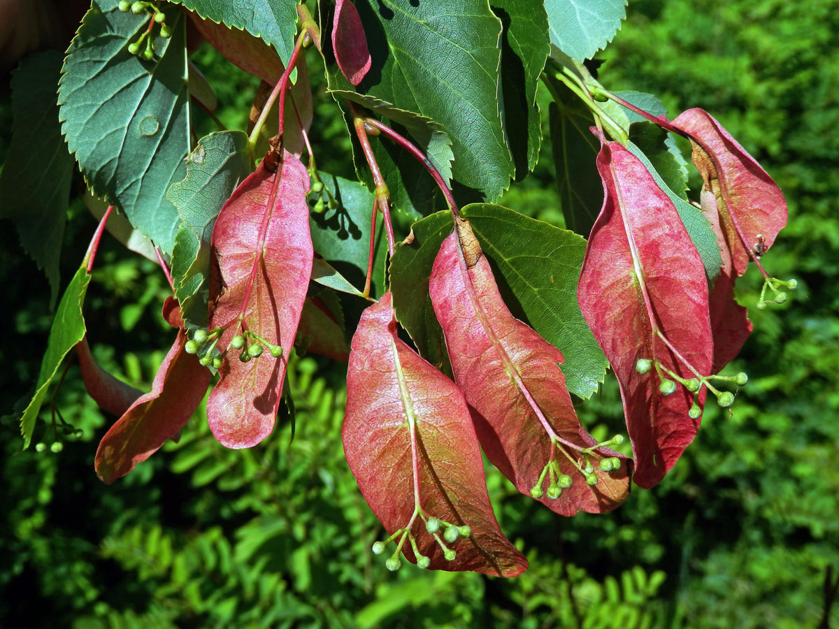 Anomálie listenů lípy velkolisté (Tilia platyphyllos Scop.), změna barvy