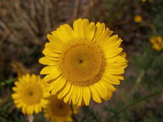 Rmen barvířský (Anthemis tinctoria L.)