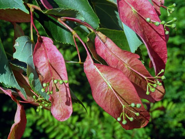 Anomálie listenů lípy velkolisté (Tilia platyphyllos Scop.), změna barvy