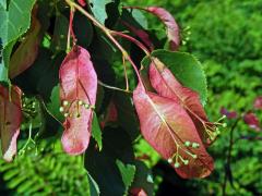 Anomálie listenů lípy velkolisté (Tilia platyphyllos Scop.), změna barvy