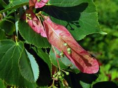 Anomálie listenů lípy velkolisté (Tilia platyphyllos Scop.), změna barvy