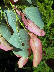 Anomálie listenů lípy velkolisté (Tilia platyphyllos Scop.), změna barvy