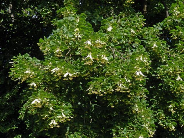 Lípa velkolistá (Tilia platyphyllos Scop.)