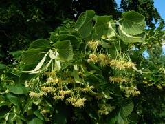 Lípa velkolistá (Tilia platyphyllos Scop.)