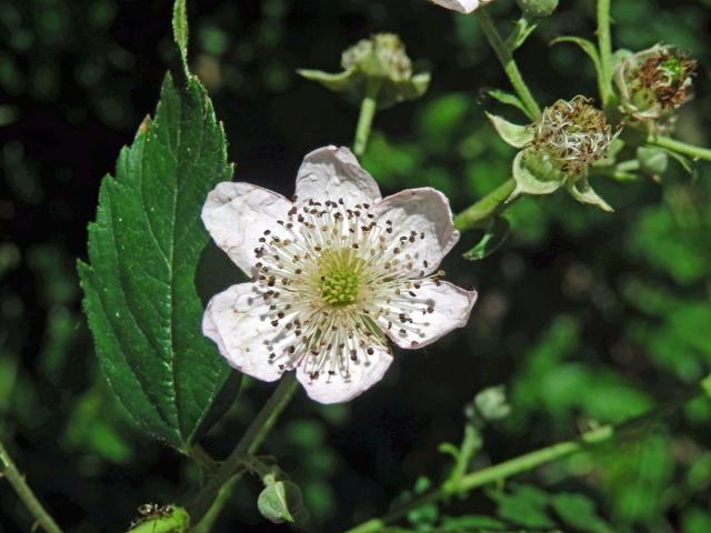 Ostružiník ježiník (Rubus caesius L.) - šestičetný květ (15)