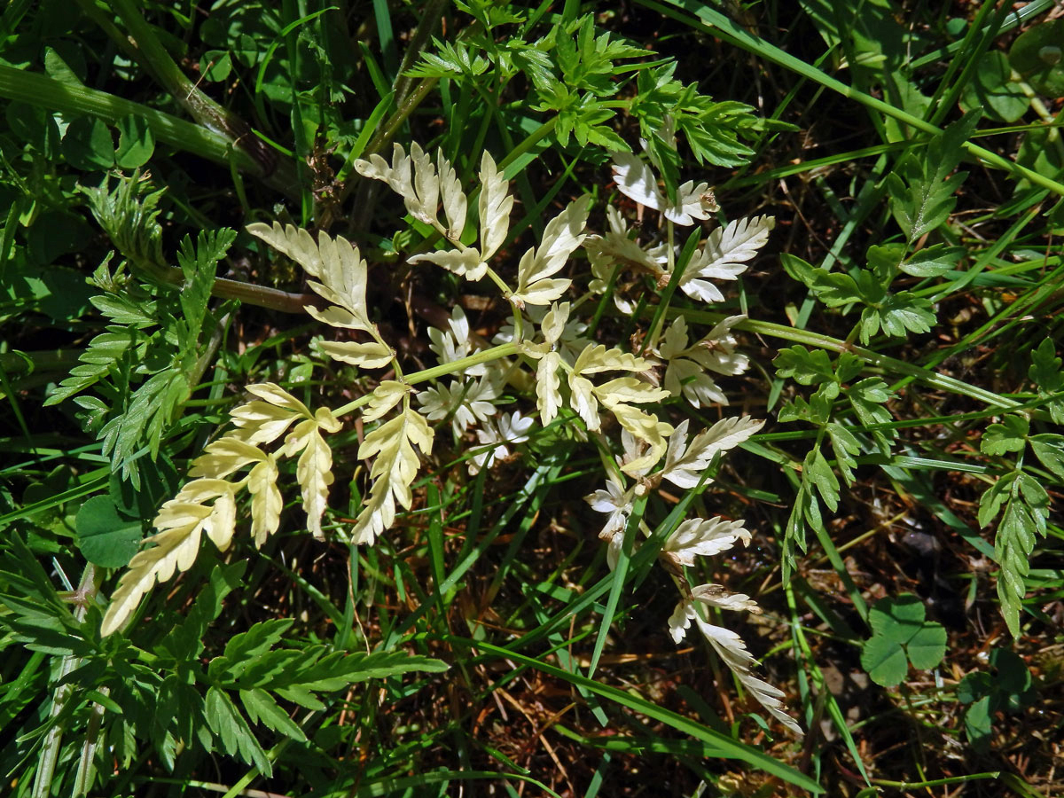 Chybění chlorofylu kerblíku lesního (Anthriscus sylvestris (L.) Hoffm.(1a)