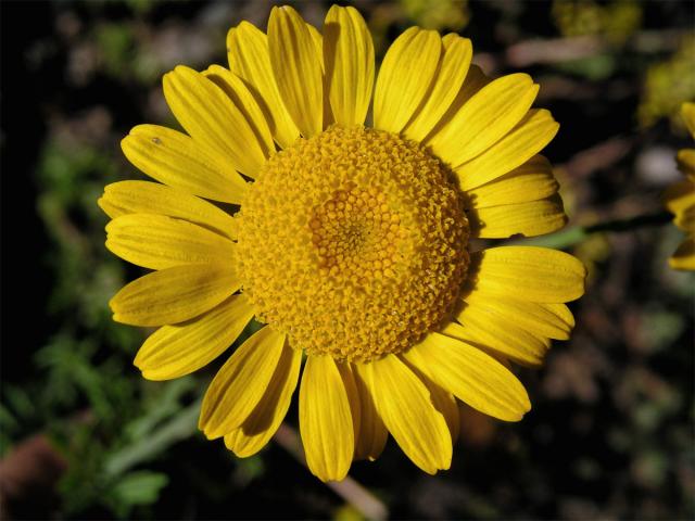 Rmen barvířský (Anthemis tinctoria L.)