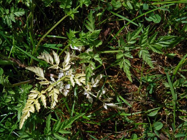 Chybění chlorofylu kerblíku lesního (Anthriscus sylvestris (L.) Hoffm.) (1b)