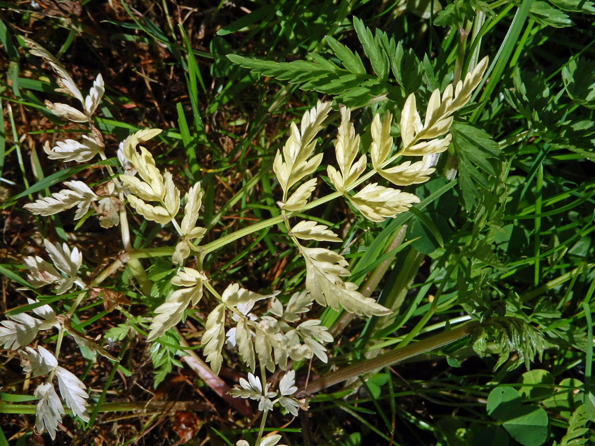 Chybění chlorofylu kerblíku lesního (Anthriscus sylvestris (L.) Hoffm.) (1c)