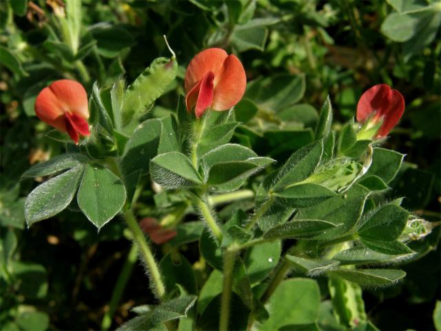 Ledenec nachový (Tetragonolobus purpureus Moench.)