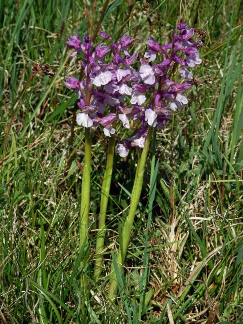 Rudohlávek kukačka (Anacamptis morio (L.) R. M. Bateman, Pridgeon et M. W. Chase)