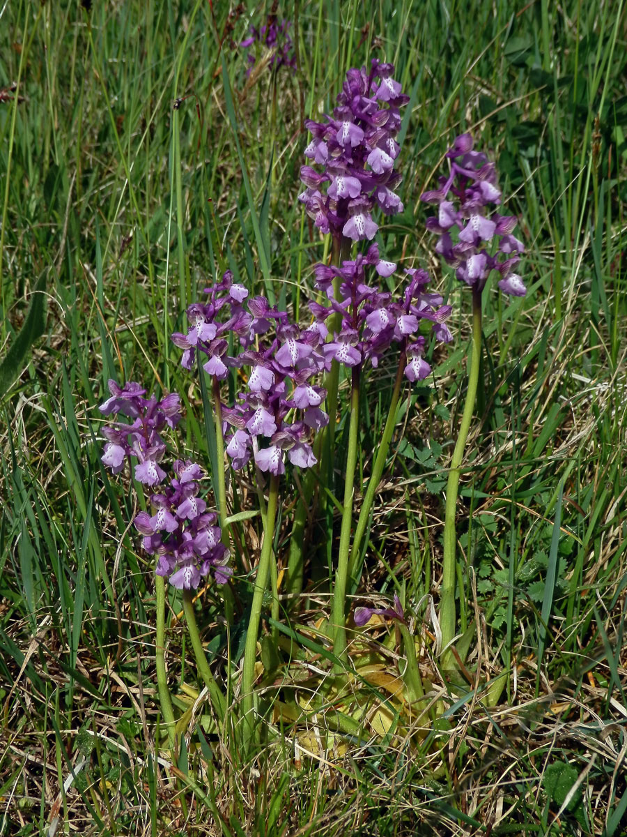 Rudohlávek kukačka (Anacamptis morio (L.) R. M. Bateman, Pridgeon et M. W. Chase)