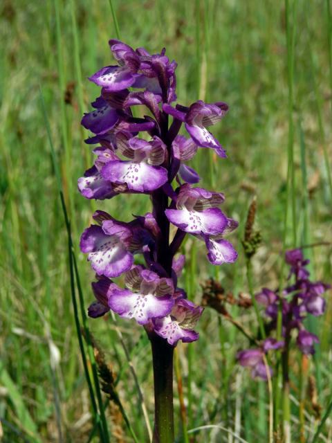 Rudohlávek kukačka (Anacamptis morio (L.) R. M. Bateman, Pridgeon et M. W. Chase)