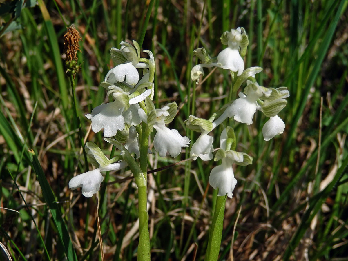 Rudohlávek kukačka (Anacamptis morio (L.) R. M. Bateman, Pridgeon et M. W. Chase)