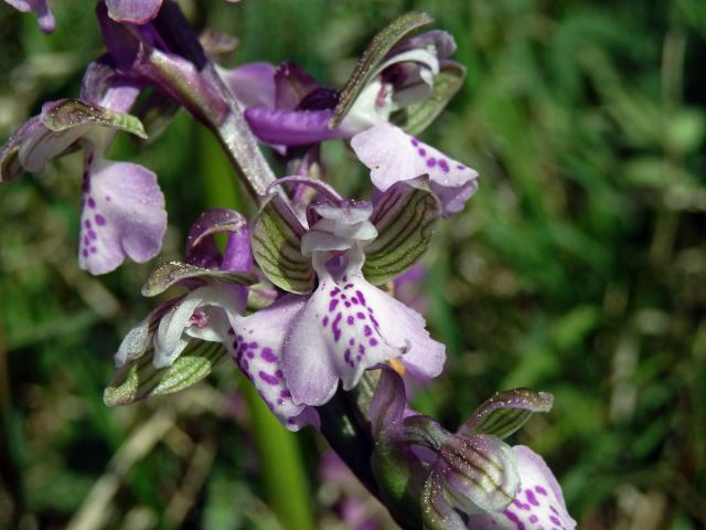 Rudohlávek kukačka (Anacamptis morio (L.) R. M. Bateman, Pridgeon et M. W. Chase)